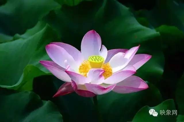 河南赏荷花旅游好去处,河南最美荷花是哪里的景点