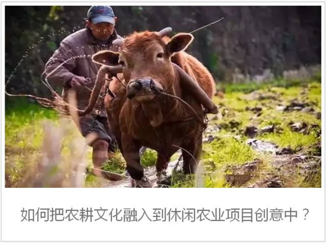 休闲农业可以开发哪些创意,休闲农业学什么课程