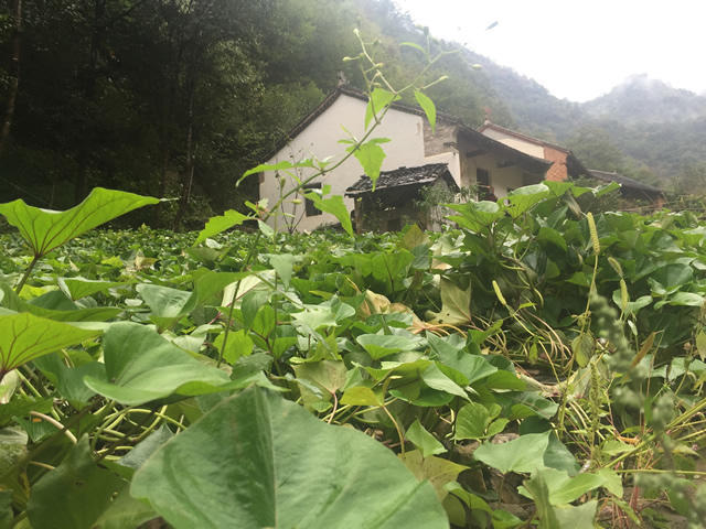 那些年，我们去金丝峡游玩路过的商南县太子坪村