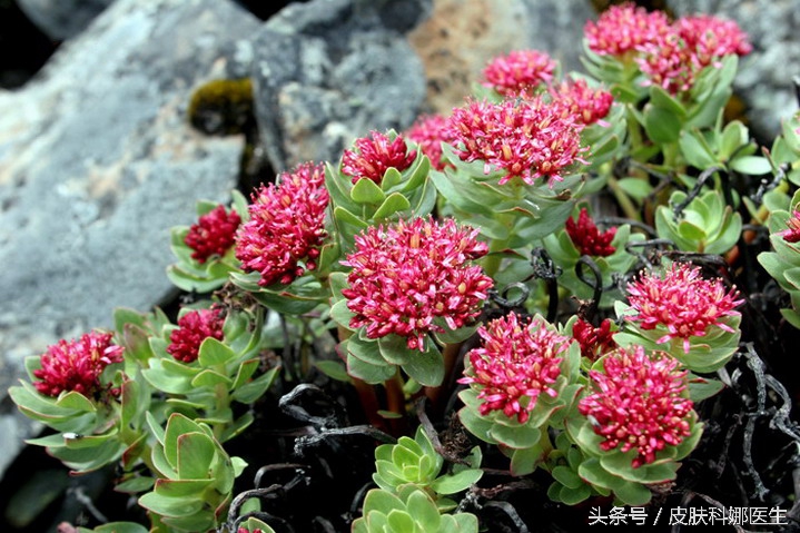 高原人参是哪味药,人参怎么吃才补气养血