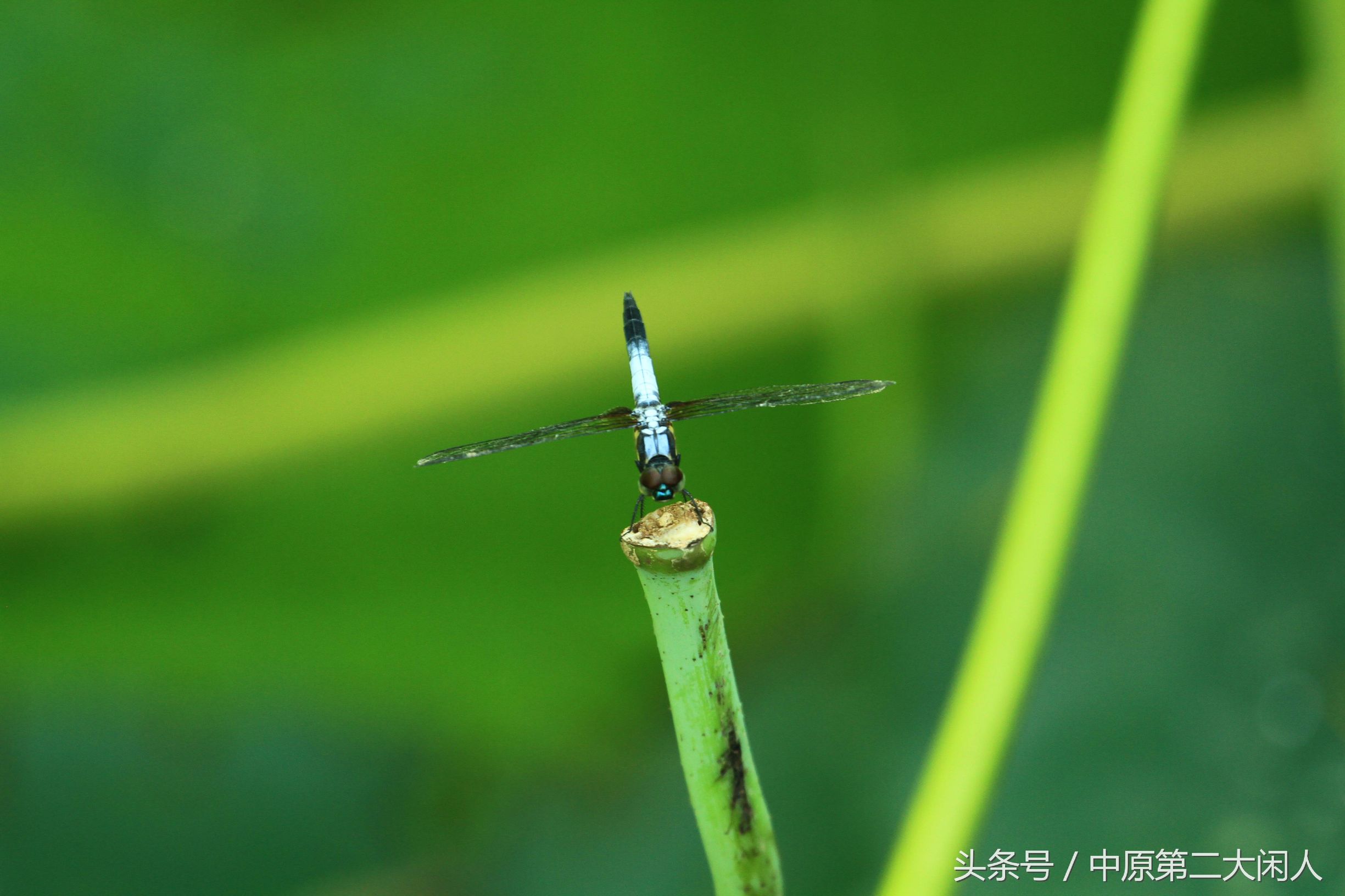 童年趣事抓蜻蜓400字作文,童年趣事抓蜻蜓的作文600字