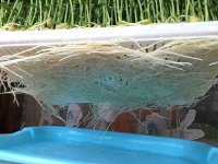 纸上种蔬菜,纸上种菜技术