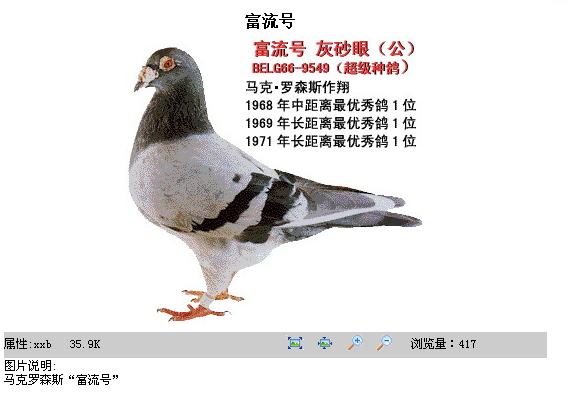 掌握这些绝技你定会成为赛鸽高手,赛鸽名家制胜秘诀