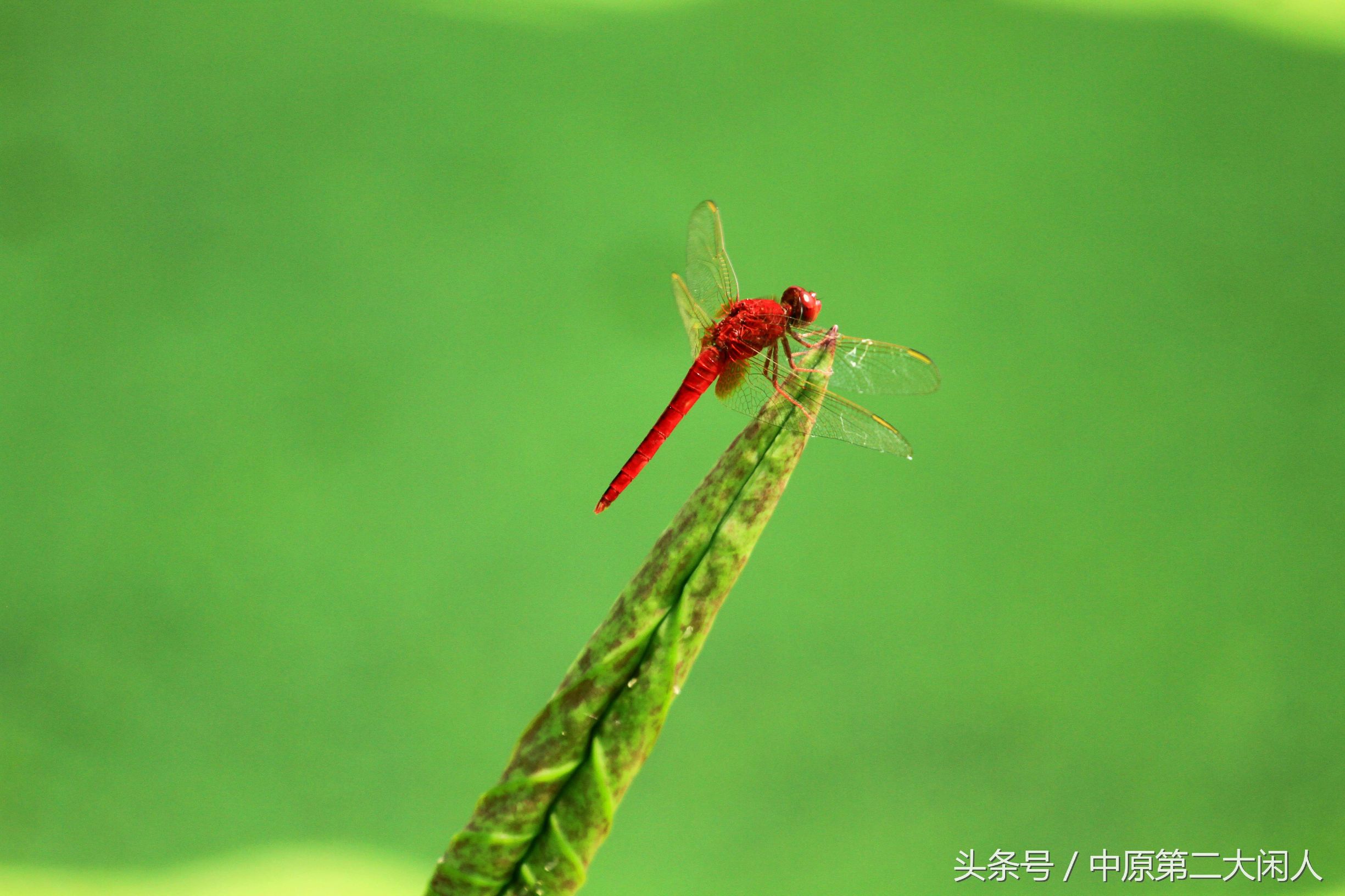 童年趣事抓蜻蜓400字作文,童年趣事抓蜻蜓的作文600字