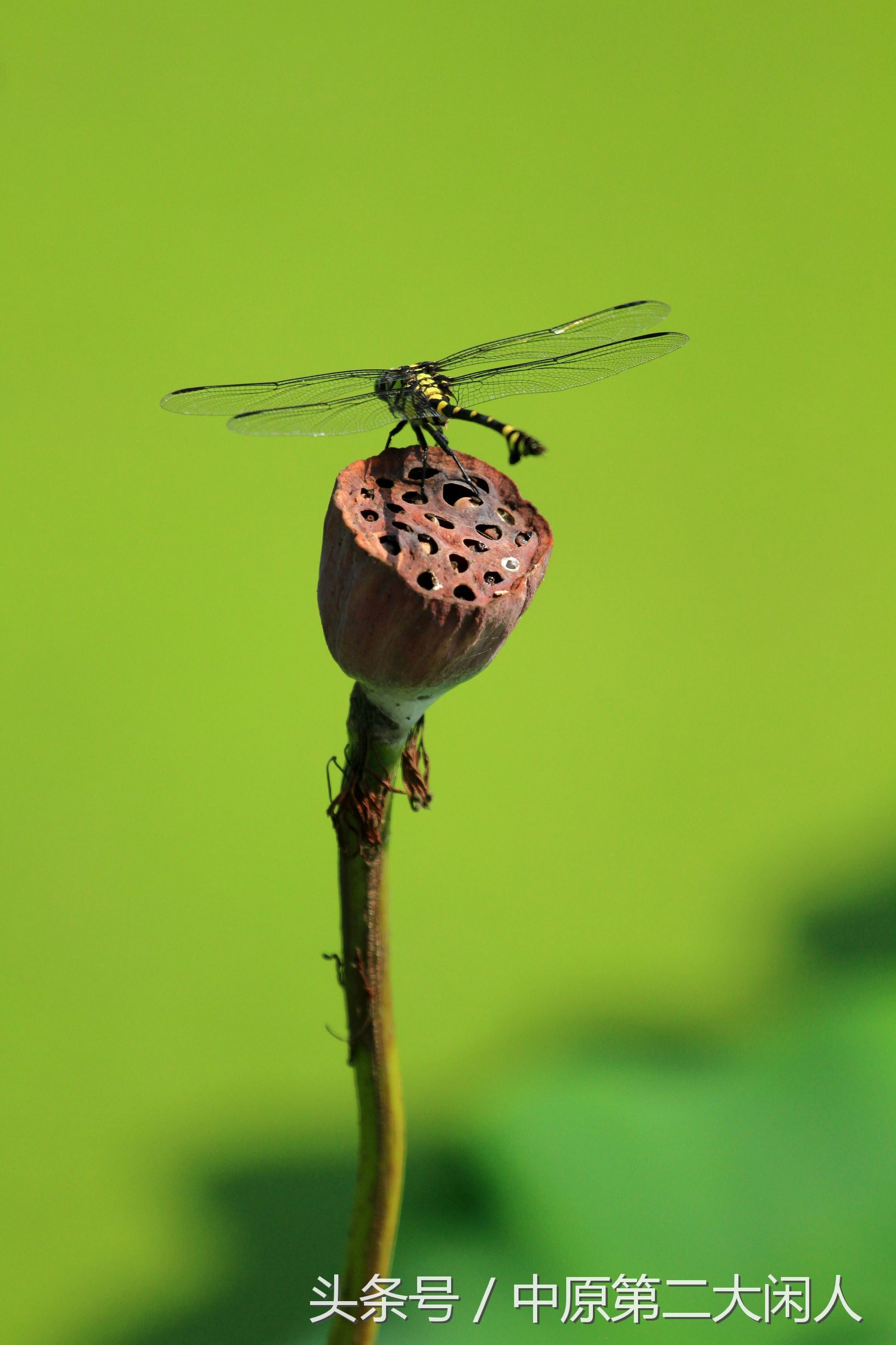 童年趣事抓蜻蜓400字作文,童年趣事抓蜻蜓的作文600字