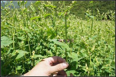 五谷粗粮苦荞饭,五谷之王苦荞的神奇功效