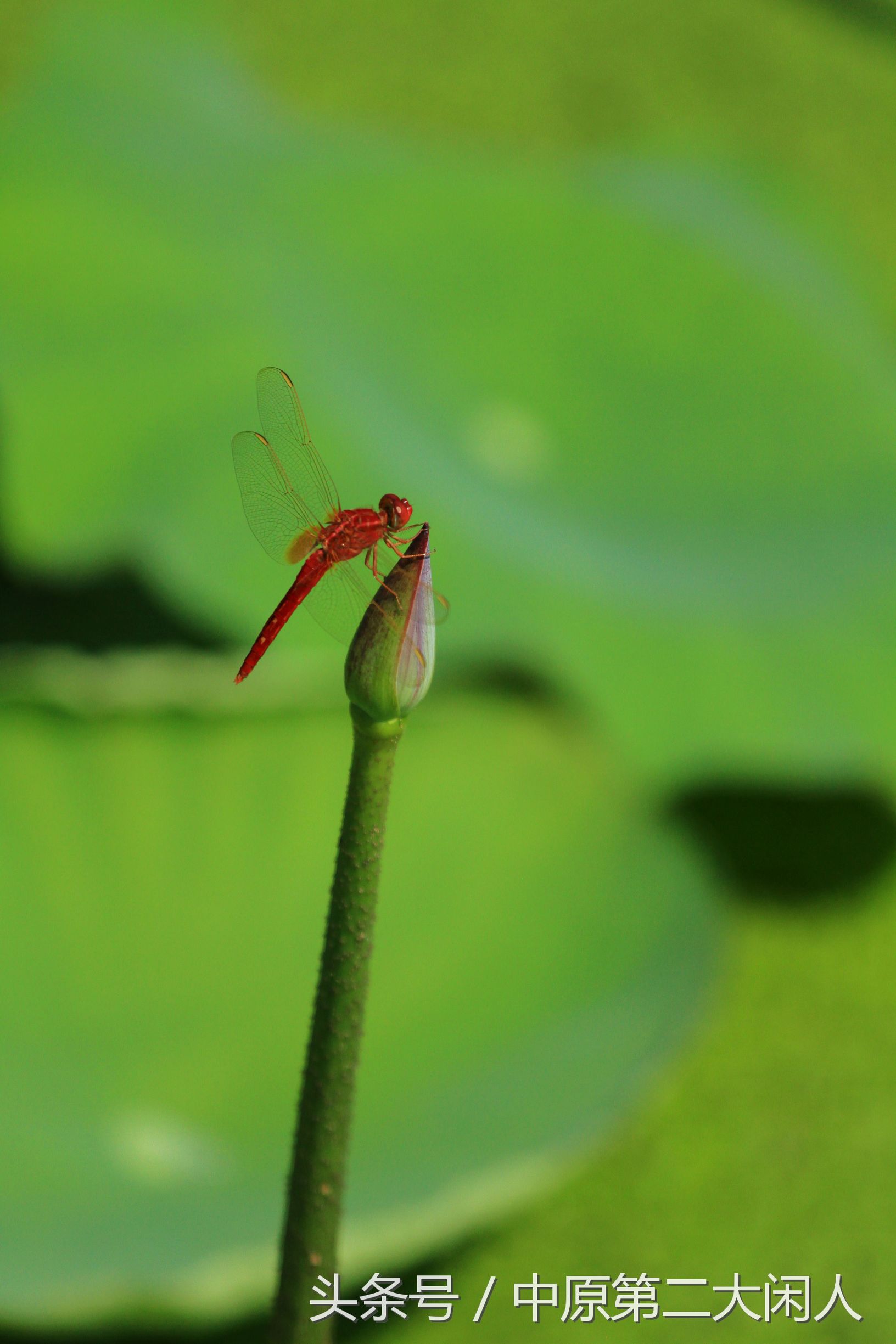 童年趣事抓蜻蜓400字作文,童年趣事抓蜻蜓的作文600字