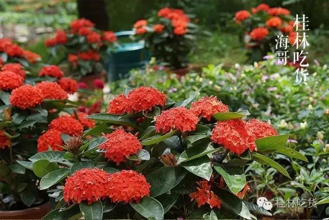 火火火！火爆珠三角的火焰醉鹅杀到桂林了！好吃到舔指头！