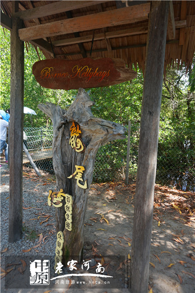 金秋沙巴游 (暑假去沙巴旅游攻略)