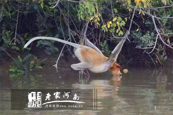 金秋沙巴游 (暑假去沙巴旅游攻略)