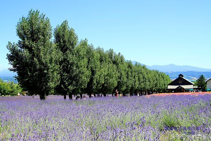 日本北海道最美丽的景点,北海道暑假旅游攻略大全