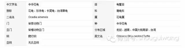珍珠龟巴西龟中华草龟,花龟珍珠龟直播