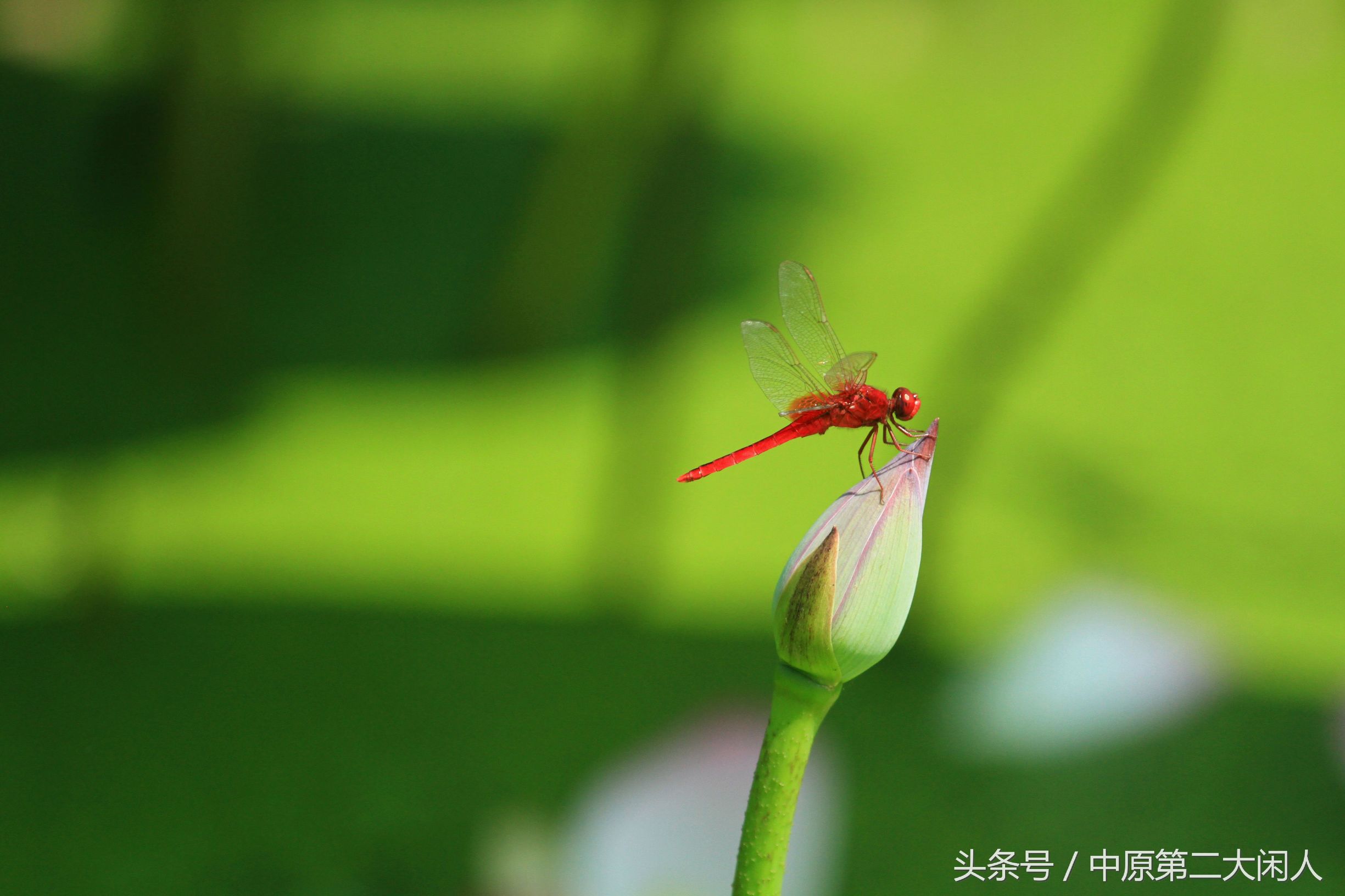 童年趣事抓蜻蜓400字作文,童年趣事抓蜻蜓的作文600字