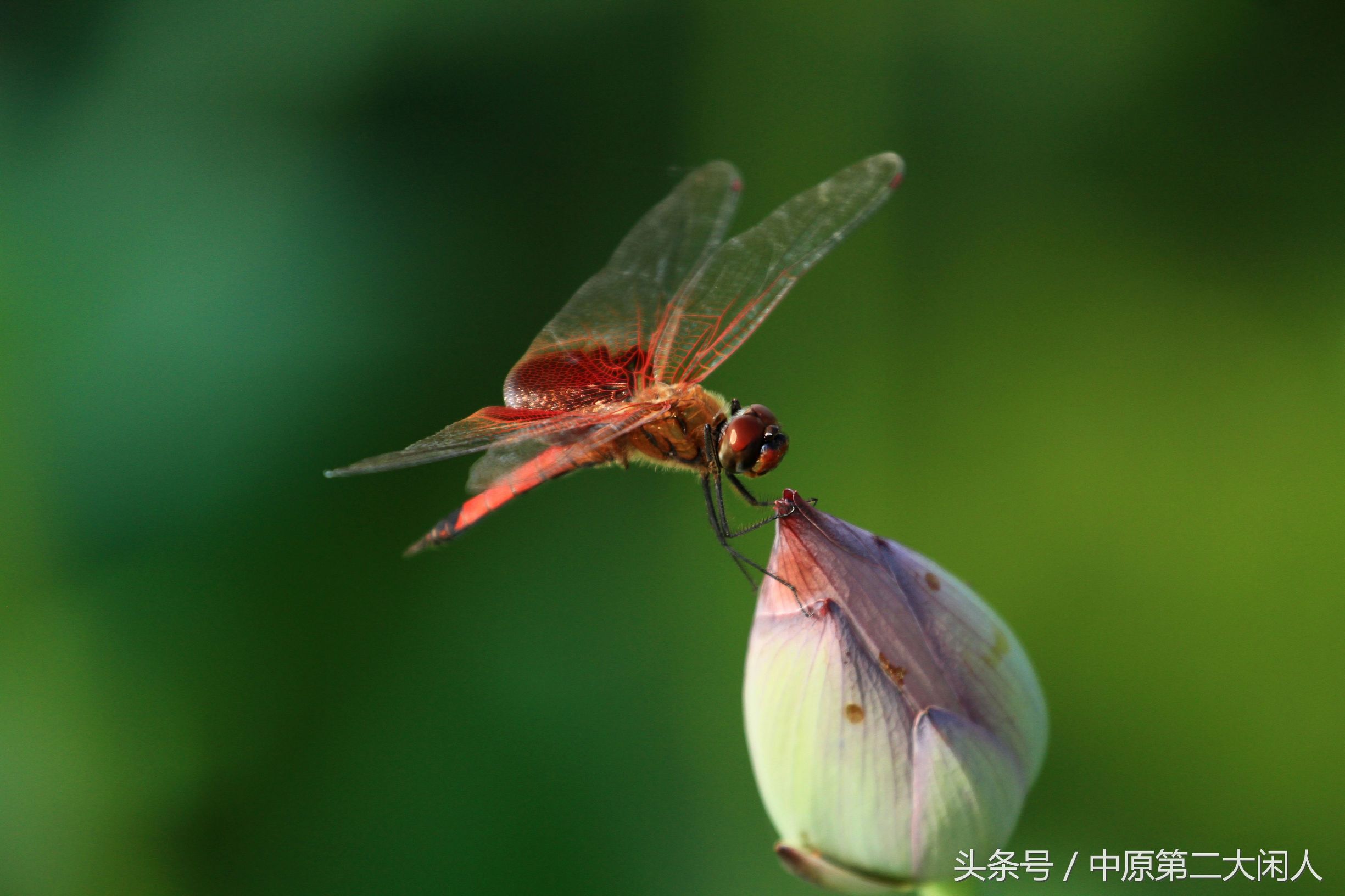 童年趣事抓蜻蜓400字作文,童年趣事抓蜻蜓的作文600字