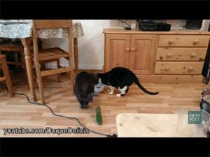 当猫咪遇到了黄瓜和香蕉，绝对污！