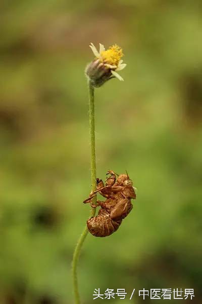 夏天有什么好的中成药,夏天有什么好用的药