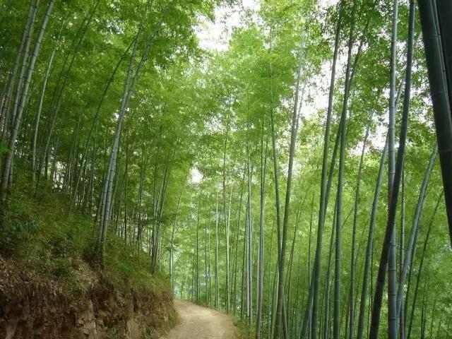 中国十三个最美的著名竹海,江苏旅游十大必去景区南山竹海