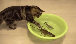 当霸气喵星人对上大龙虾，气氛不算融洽，整只猫都感觉不太好了！