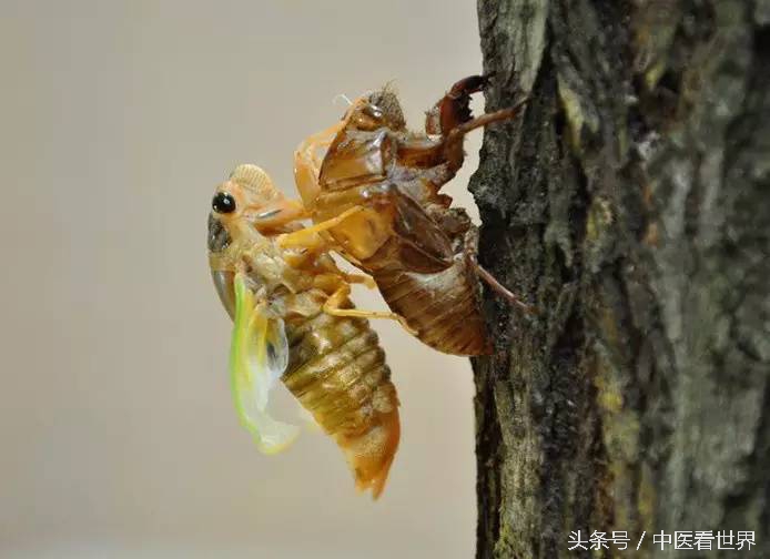 夏天有什么好的中成药,夏天有什么好用的药