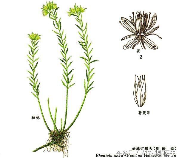 高原人参是哪味药,人参怎么吃才补气养血