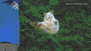 如何判定是优秀狗狗铲屎官,什么级别的铲屎官