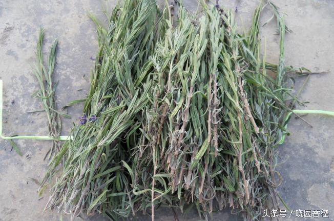 紫色薰衣草怎么养护好看,熏衣草日常怎么养