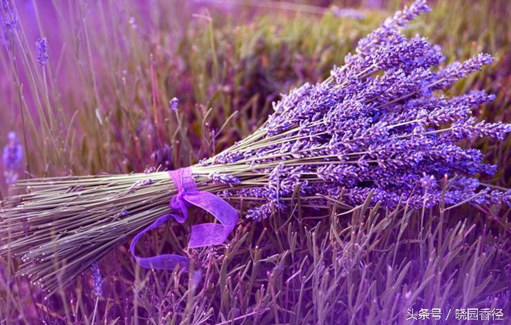 紫色薰衣草怎么养护好看,熏衣草日常怎么养