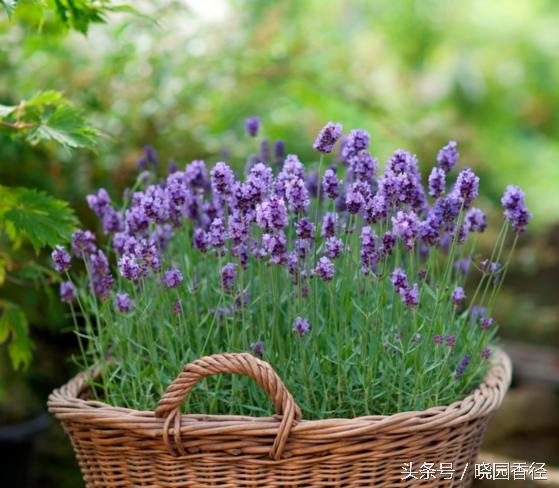 紫色薰衣草怎么养护好看,熏衣草日常怎么养