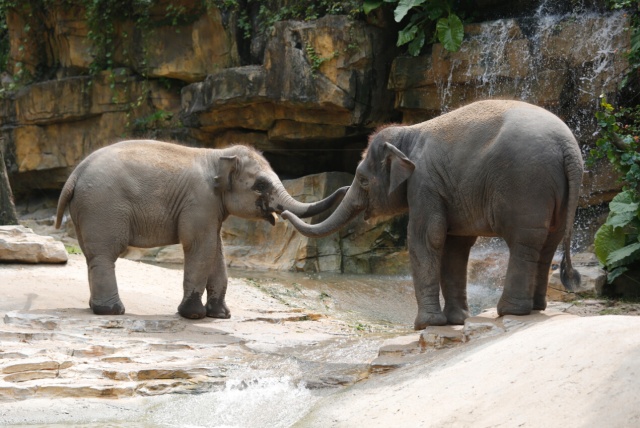 我赌你不知道大象是技能点满的神兽