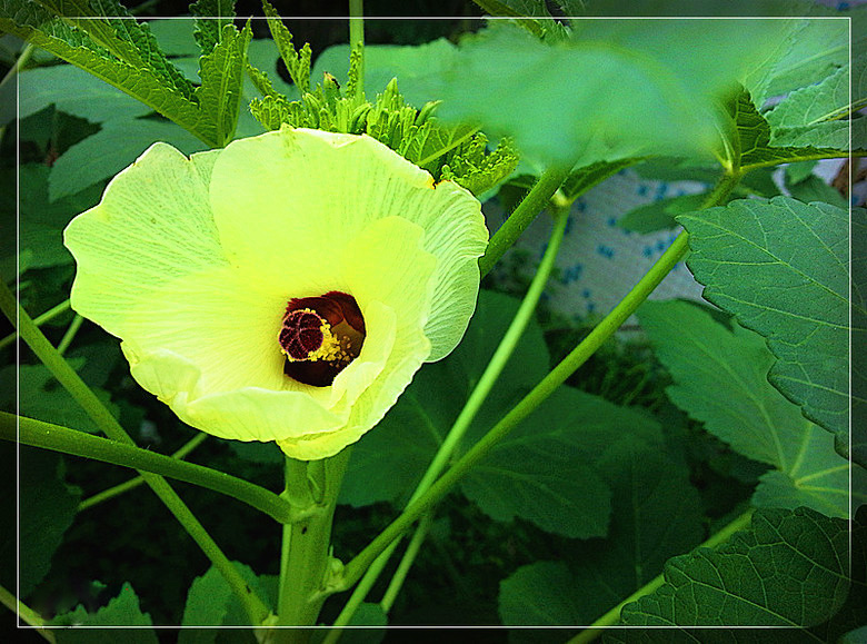 黄秋葵茶口感,黄秋葵花茶