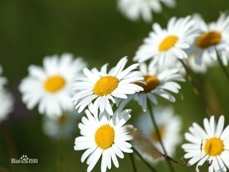 让你爽到欲仙欲死的DIY浴足配方