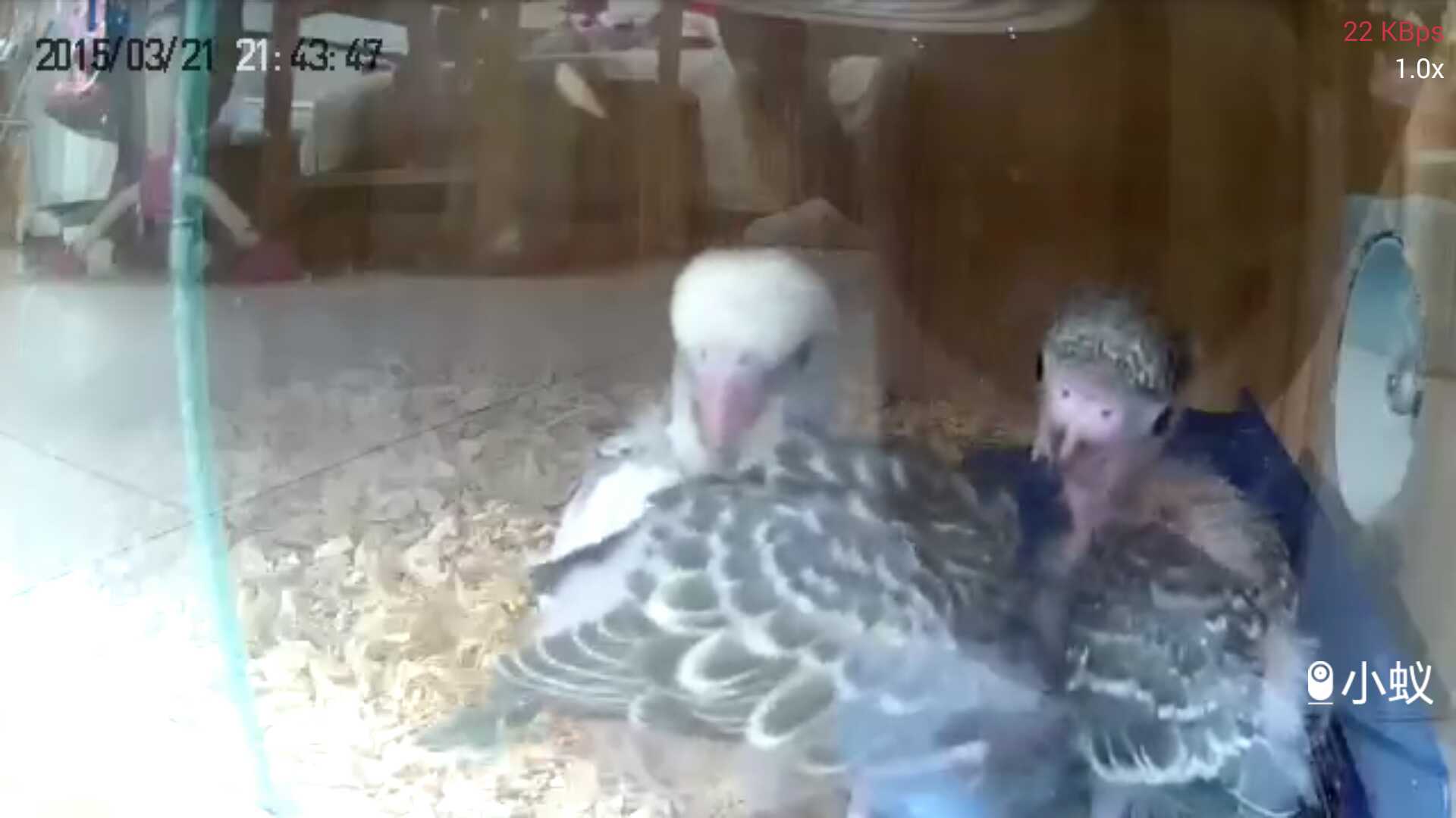 哈根笼子设计,鹦鹉笼设计图