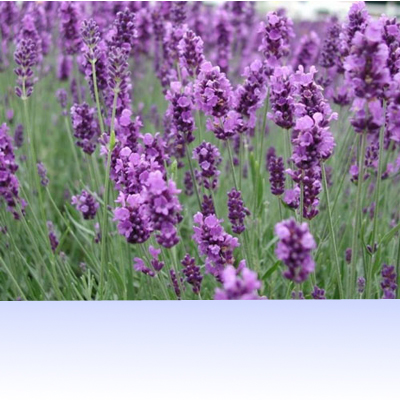 118朵花这个数字有什么寓意,118种花的花语合集图片