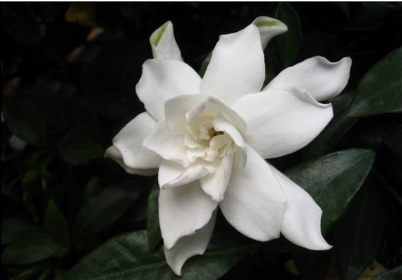 118朵花这个数字有什么寓意,118种花的花语合集图片