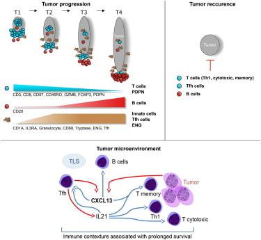 cellfood治癌症,cell因子疗法