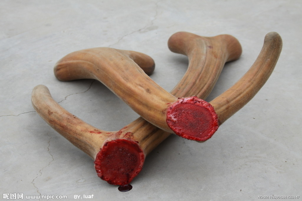 新鲜鹿茸的正确服用方法,鹿茸的正确服用方法