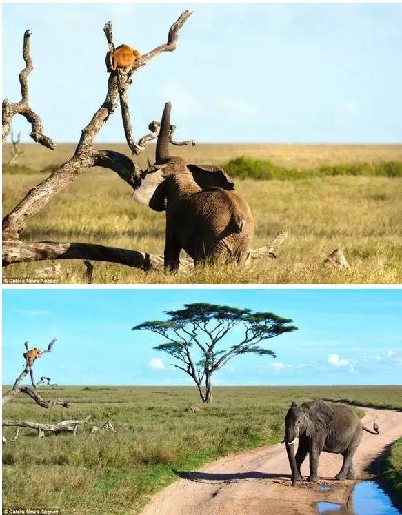 动物生气的后果很严重,去野生动物园注意事项