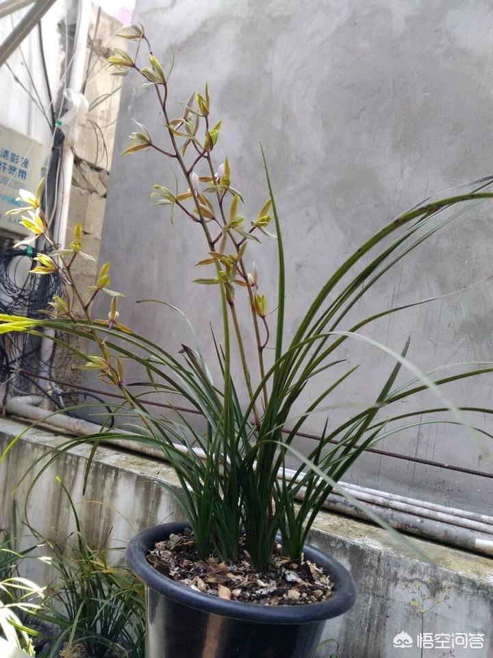 八月份出花苞的兰花注意什么,兰花十月份就出花苞了是什么兰花