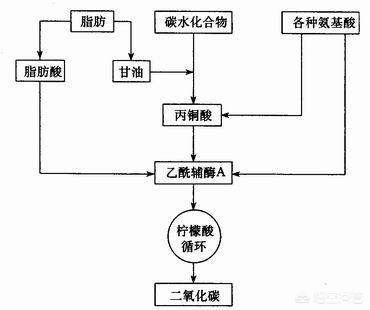 脂肪是如何排出体外的图解版本,节食脂肪怎么排出体外