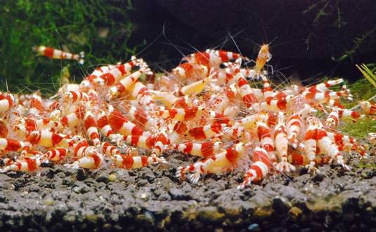 世界第一大淡水鱼类排名,世界第一淡水观赏鱼有哪些