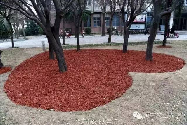 江西农大录取通知书抖音视频,中国农大录取通知书样子