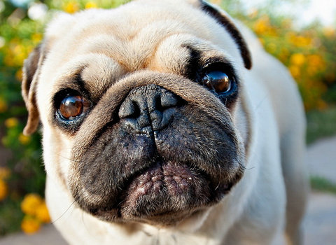 巴哥犬好养吗有什么优缺点,巴哥犬好养吗优缺点是什么