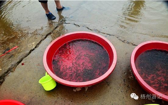 我们真的低估了2016年龙母诞的魅力，没去现场的你后悔了吗？