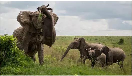 动物生气的后果很严重,去野生动物园注意事项