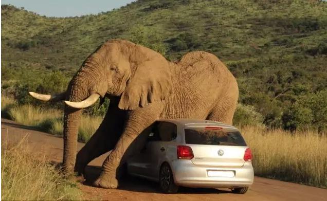 动物生气的后果很严重,去野生动物园注意事项
