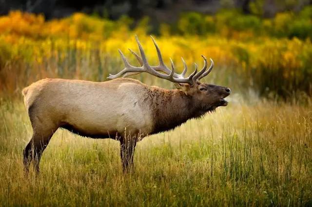 动物生气的后果很严重,去野生动物园注意事项