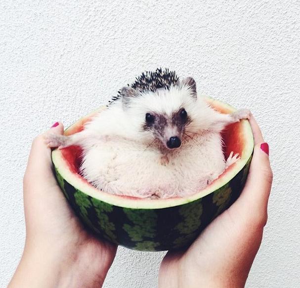 世界上最幸福的刺猬,世界上最幸福的小刺猬