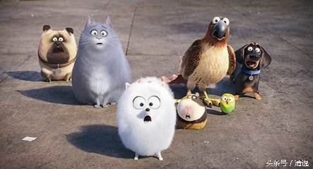 catchmybreath爱宠大机密高燃混剪,动物电影爱宠大机密