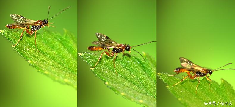 蜗牛在农业是害虫还是益虫,益虫防治害虫的方法有哪些