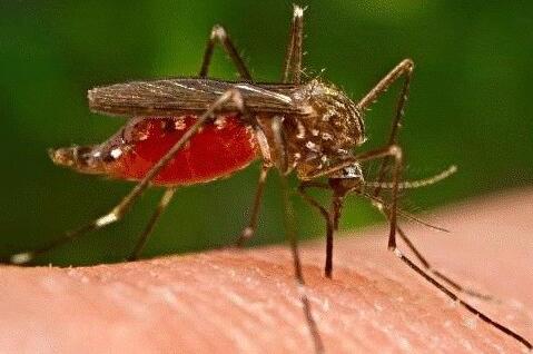 夏天什么血型的人最招蚊子,蚊子最喜欢什么血型人